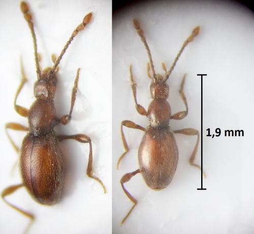 Réf. 217 817 : Scydmaenus perrisi